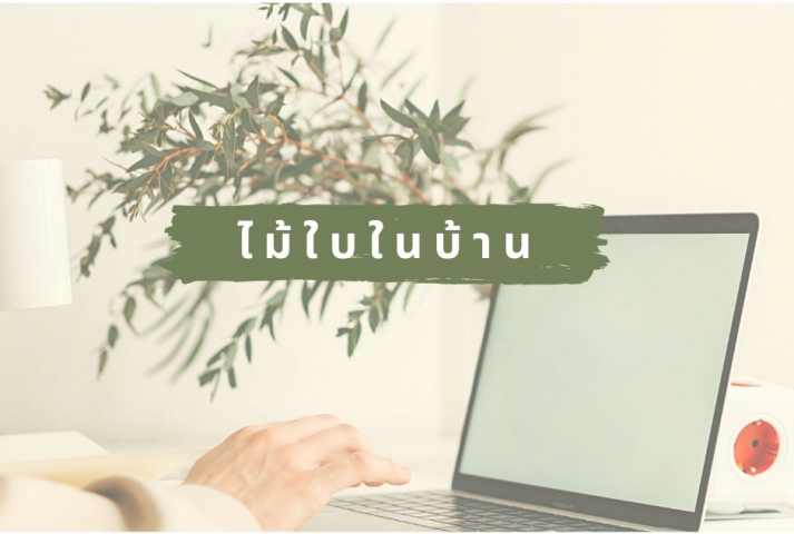 ต้นไม้แต่งบ้านเพิ่มความสดชื่นช่วง WFH