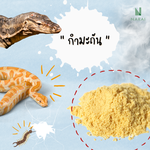 วิธีอัญเชิญน้อลให้ห่างไกลจากบ้าน (แบบไม่ใช้ไซยาไนด์)